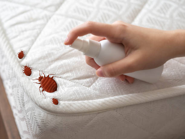 Best Pest Prevention Services  in Acres Green, CO